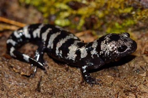 Can You Keep A Wild Salamander As A Pet The Critter Hideout