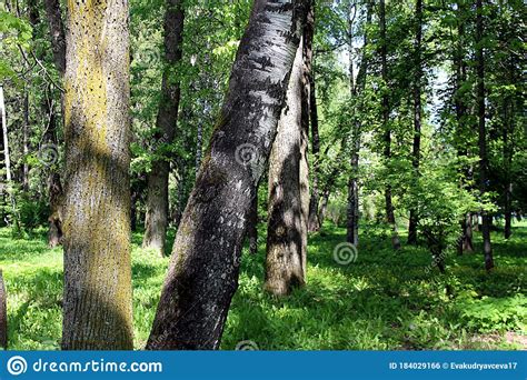 Two Tree Trunks Are Visible In The Park Stock Photo Image Of Foliage