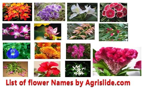 List of types of flowers in english. List of Flower Names with Scientific Name, Family and ...