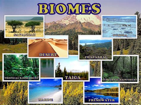Maccused Biomes Of The World