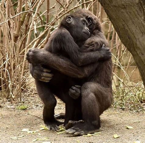 10 Cute Images Of Animals Hugging That Will Lift Up Your Spirits