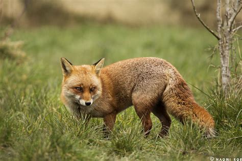 European Red Fox Vulpes Vulpes Naomi Roe Flickr