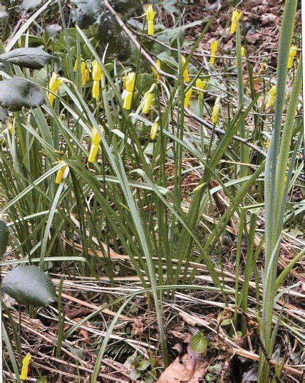 Narciso Narcissus Cyclamineus Endémica De Galicia