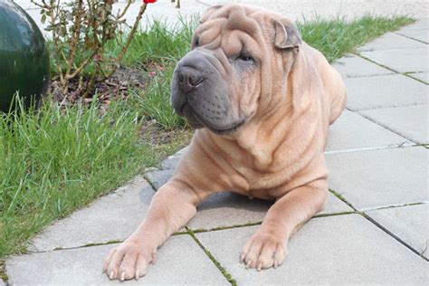 8 Wrinkly Dog Breeds That Will Take Your Heart Away Cats And Dogs