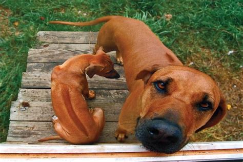 The Rhodesian Ridgeback 10 Facts About These South African Hounds
