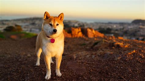 1080 X 1080 Doge 10 Top Shiba Inu Wallpaper 1920x1080 Full Hd 1080p