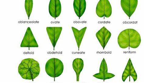 Leaf shapes | Leaf identification, Plants, Plant classification