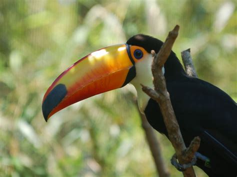 The Online Zoo Toco Toucan