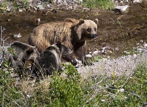 Mother Grizzly Bear 2 Cubs Many Glacier In Glacier N P Photograph By