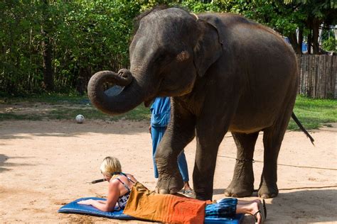 elephant massage elephant spa treatments vacation