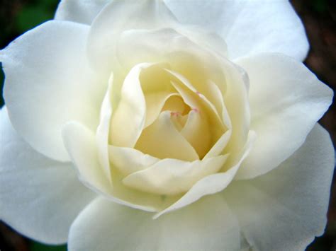Rose White Free Stock Photo White Rose 17900