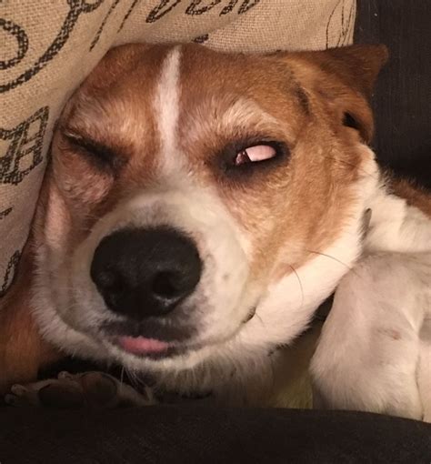 Funny Beagle Meme Beagle Beagles Memes Meme Funny Dog Puppies Puppy