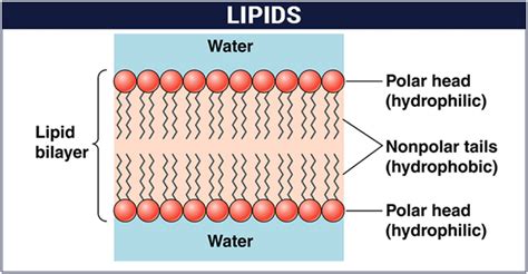 What Are Lipids Definition Structure And Classification Of Lipids