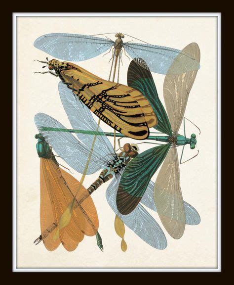 Art Nouveau Dragonfly Print Set No 5 Natural History Print