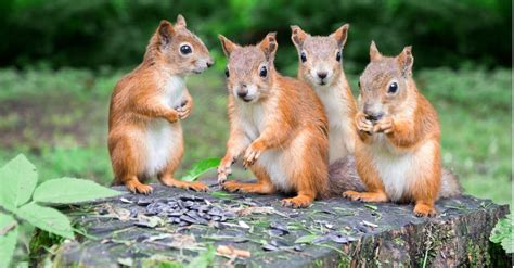 What Is A Group Of Squirrels Called A Z Animals