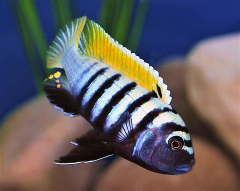 Pin By Paola Esquivel On African Cichlids Cichlid Fish Cichlids