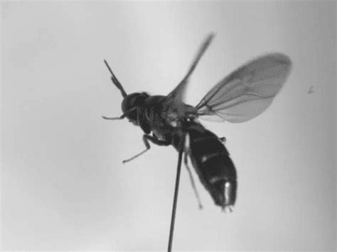 How Flies Fly Wired