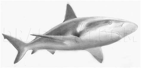 Shark Drawings In Pencil
