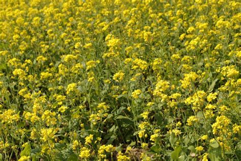 Yellow Mustard Flowers In Field Is Full Blooming Looking Beautiful And