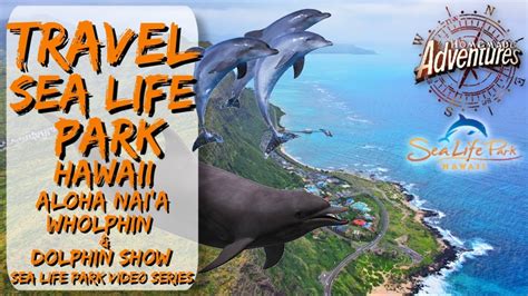 Travel Sea Life Park Hawaii Aloha Naia Dolphin Show Youtube