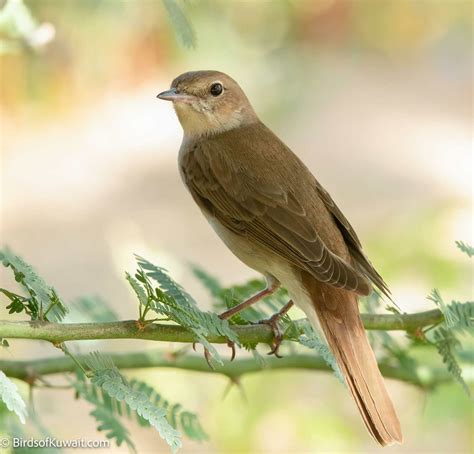 Common Nightingale Luscinia Megarhynchos Bird Sightings From Kuwait