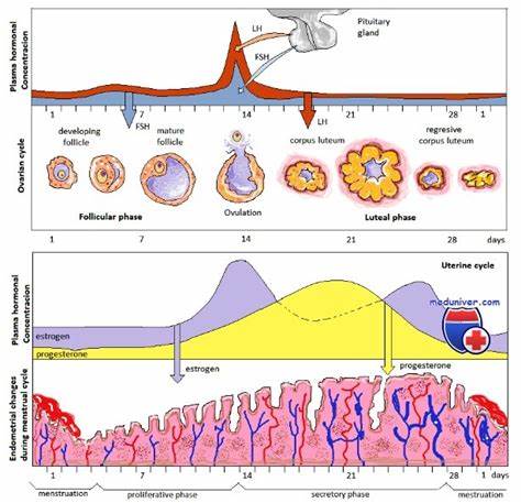 Диета маточное кровотечение Аномальное маточное кровотечение (АМК). Определение Аномальное маточное кровотечение (АМК). Определение Диета маточное кровотечение