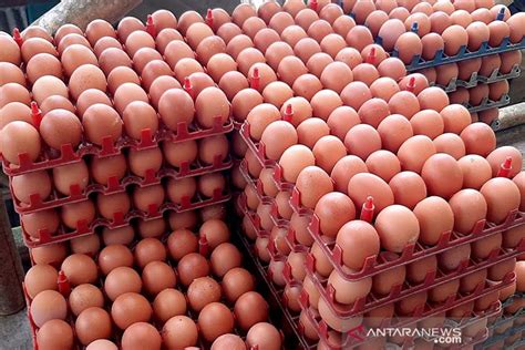 Pinsar Konsumsi Ayam Telur Indonesia Rendah Dibanding Negara Tetangga