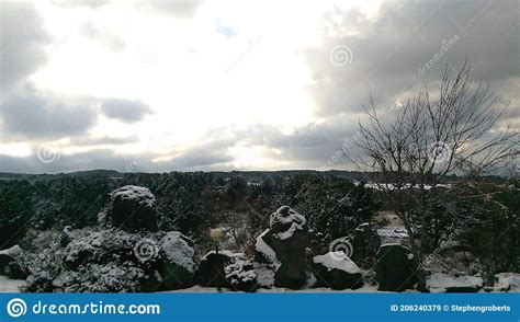 Snow Covered Trees On The Peak Of Hallasan On Jeju Island In South