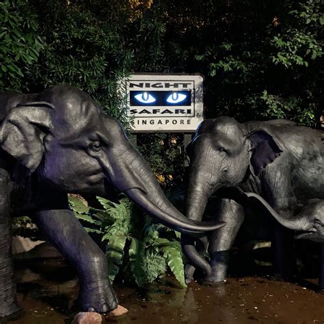 Night Safari Singapur Aktuell Für 2022 Lohnt Es Sich Mit Fotos