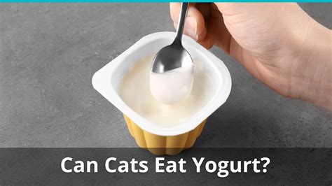 The most common symptoms of lactose intolerance include Can Cats Eat Yogurt? Is It Safe And Good Or Bad For Them?