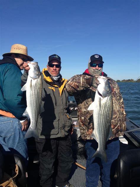 Spectacular Delta Striper Fishing 11 27 2014 Feisty Fish Guide Service