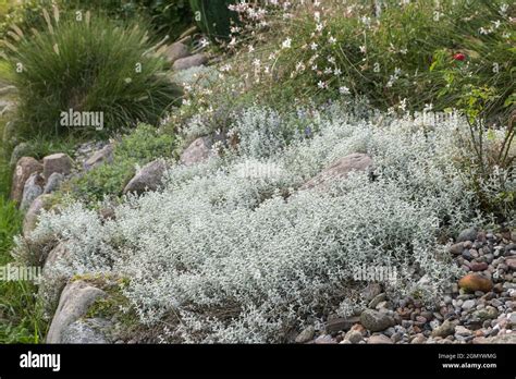 Silver Gray Evergreen Foliage Of Cerastium Tomentosum Also Called Snow