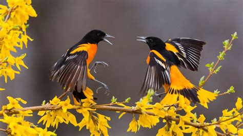 Yellow Black Birds With Open Mouth Are On Yellow Flowers