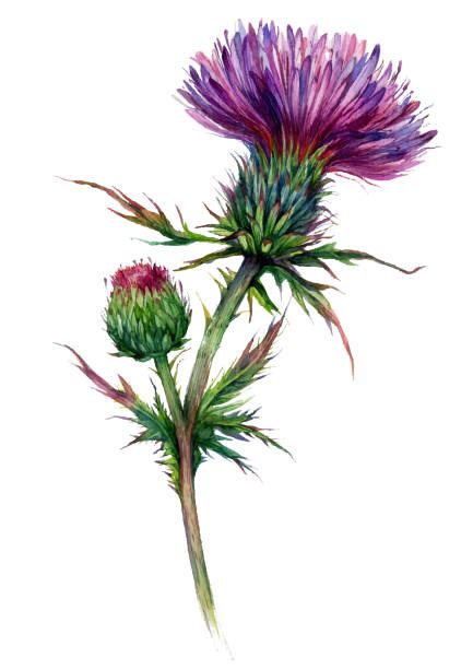 Thistle Illustrations Royalty Free Vector Graphics And Clip Art Istock