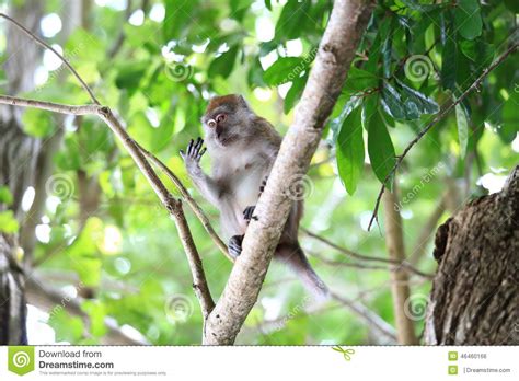 A Monkey In Natural Habitat Playing And Moving Around Rawi Island