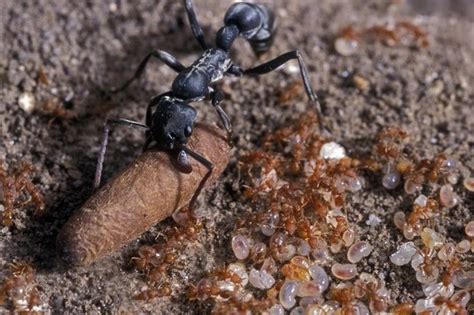 Do Ants Of Different Species Ever Live Together Without Fighting Or Breeding Quora