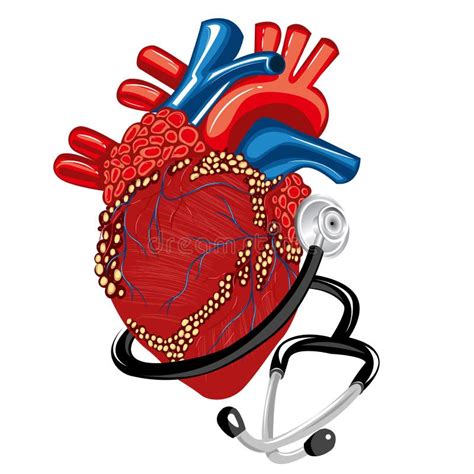 Real Heart With Stethoscope Vector Illustration Stock Vector