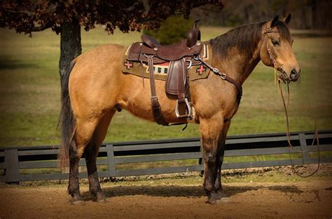 What makes the quarter horse so special is that its history and ancestry are interwoven with that of the usa, and breeders and owners are helping to preserve this unique heritage whenever they sell a quarter horse. 001-Skip-buckskin-horse-for-sale.jpg 1,175×775 pixels ...