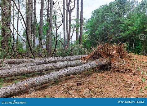 Landscape Of Forests Being Cut Down Fresh Tree Roots Being Chopped Down