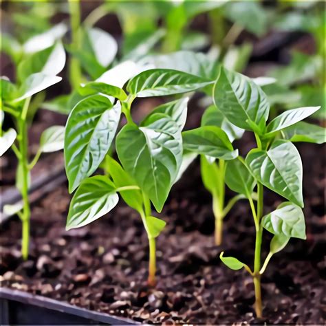 Nursery means any land or place whereon any plant intended for sale or distribution as planting material is grown or kept; Tomato Plants for sale in UK | 96 used Tomato Plants