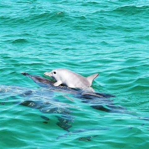 Newborn Baby Dolphin Riding On Its Mothers Backireddit
