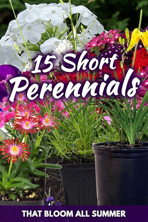 15 Short Perennials That Bloom All Summer Garden Tabs