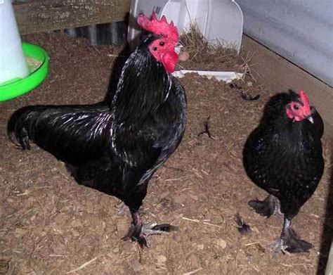 Guide To Backyard Chicken Breeds Owlcation Education