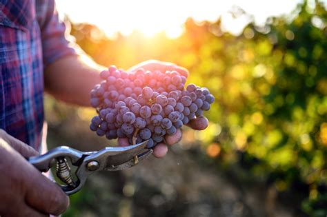 The grape varieties that have increased and declined the 