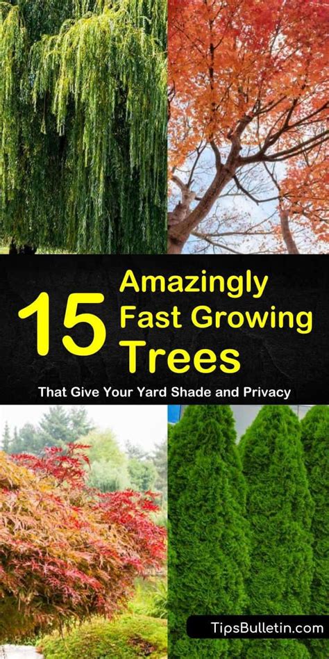 15 Amazingly Fast Growing Trees That Give Your Yard Shade And Privacy