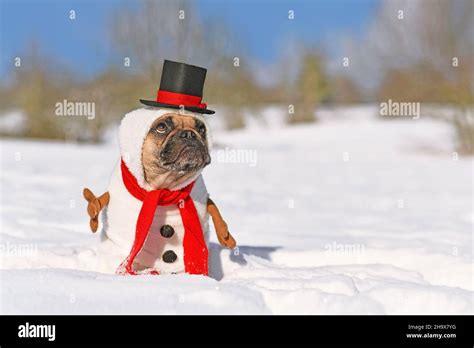 Funny Snowman Dog French Bulldog Dressed Up With Christmas Costume