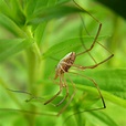 Phalangium opilio - arthropodafotos.de