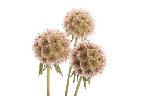 Scabiosa Pods Other Flowers Types Of Flowers Flower Muse Виды