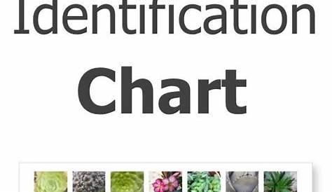 Succulent Identification Chart - find your unknown plant here | Suculent plants, Succulents