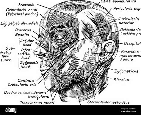 Manual De Anatomía La Porción Occipital Atrasla Calpa Nervios